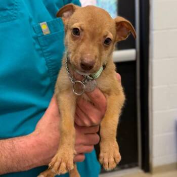 Liberty -  Mixed Breed Dog for Adoption in Marshall, Virginia - Liberty | PetCurious