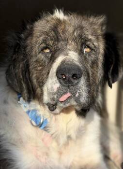 Winter -  Saint Bernard and Great Pyrenees Dog for Adoption in Larkfield-wikiup, California - Winter | PetCurious
