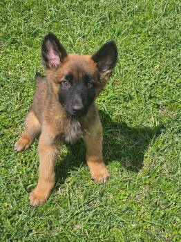 Shepherd Dogs Available for Adoption - Captain Jack | PetCurious