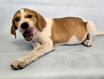 Gretel -  Labrador Retriever and Mixed Breed Dog for Adoption in Morton Grove, Illinois - Gretel | PetCurious