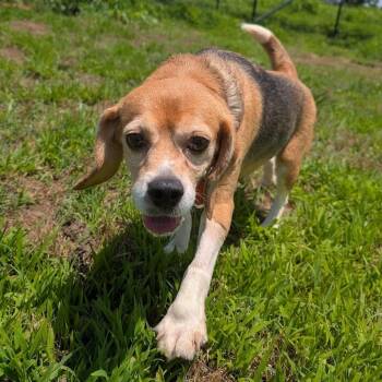 Marble -  Beagle Dog for Adoption in Nowata, Oklahoma - Marble | PetCurious