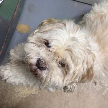 D23-143 Milo -  Lhasa Apso and Shih Tzu Dog for Adoption - D23-143 Milo | PetCurious