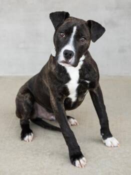 Mixed Breed Dogs Available for Adoption - Ernie | PetCurious