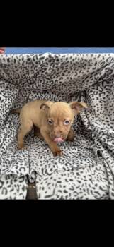 American Staffordshire Terrier Dogs Available for Adoption - Karai | PetCurious