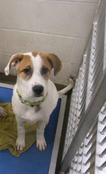 GINGER -  German Shepherd Dog and Great Pyrenees Dog for Adoption in St. Louis, Missouri - GINGER | PetCurious