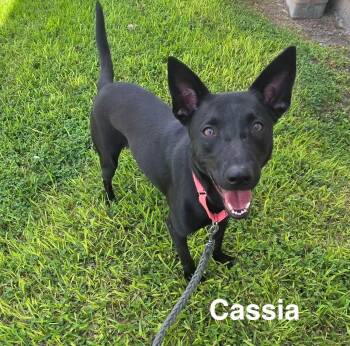 Cassia -  Australian Kelpie Dog for Adoption in Lucas, Texas - Cassia | PetCurious