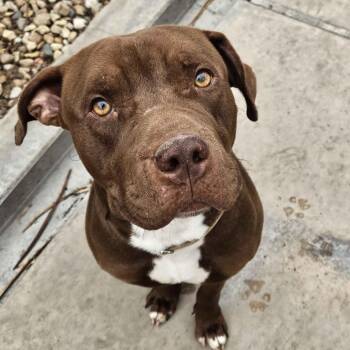 Pit Bull Terrier Dogs Available for Adoption in Homewood, Illinois - Bello | PetCurious