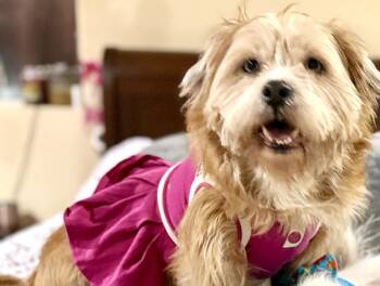 Lulu -  Shih Tzu and Terrier Dog for Adoption in Houston, Texas - Lulu | PetCurious