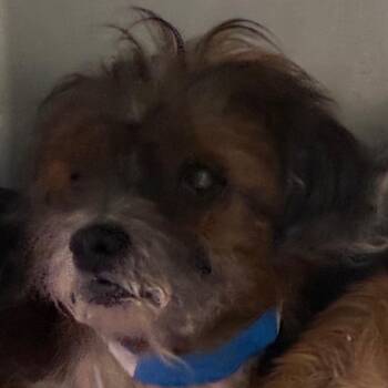 Donkey -  Mixed Breed Dog for Adoption in Yuma, Arizona - Donkey | PetCurious