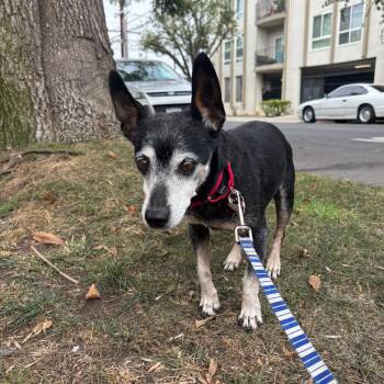 Dad -  Chihuahua Dog for Adoption in Los Angeles, California - Dad | PetCurious