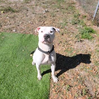 American Bulldog Dogs Available for Adoption in Lake Panasoffkee, Florida - Ferdinand | PetCurious