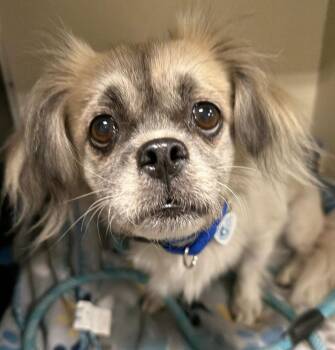 Kyra -  Tibetan Spaniel Dog for Adoption in Larkfield-wikiup, California - Kyra | PetCurious