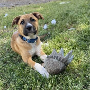 Sasha -  Pit Bull Terrier Dog for Adoption in Oakville, Washington - Sasha | PetCurious