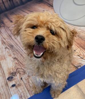 Ollie -  Goldendoodle Dog for Adoption in Neillsville, Wisconsin - Ollie | PetCurious