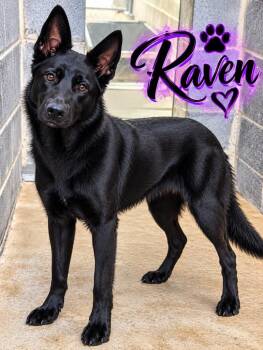 Raven -  Mixed Breed Dog for Adoption in Shelbyville, Tennessee - Raven | PetCurious