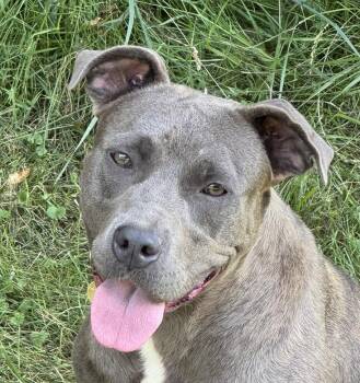 Rescue Pit Bull Terrier Dogs for Adoption in Fairfield, Iowa - Sable | PetCurious