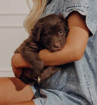 Shepherd and Mixed Breed Dogs Available for Adoption - Jubilee | PetCurious