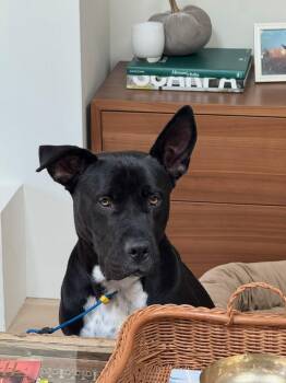 Luna -  Cane Corso and Pit Bull Terrier Dog for Adoption in Oriskany, New York - Luna | PetCurious