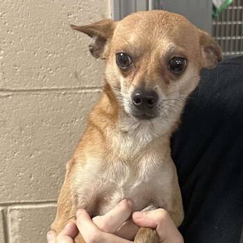 Rescue Chihuahua Dogs for Adoption in Washington, District Of Columbia - Mario | PetCurious