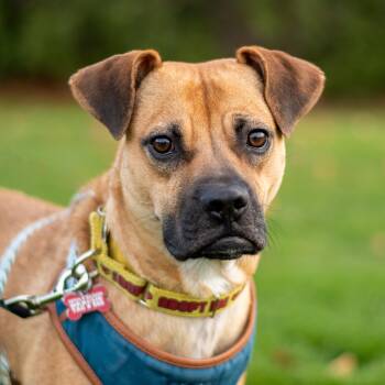 Lua -  Boxer Dog for Adoption in Mississauga, Ontario - Lua | PetCurious
