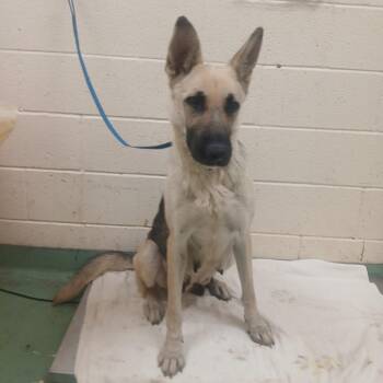 Mixed Breed Dogs Available for Adoption in Memphis, Tennessee - Cammy | PetCurious