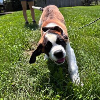 Big Charlie -  Saint Bernard Dog for Adoption in Quakertown, Pennsylvania - Big Charlie | PetCurious