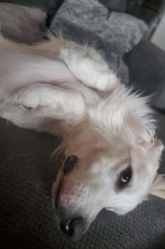 Great Pyrenees Dogs Available for Adoption in Mesa, Arizona - Quartz | PetCurious