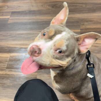 Butterfly -  Pit Bull Terrier and Mixed Breed Dog for Adoption in Springfield, Missouri - Butterfly | PetCurious