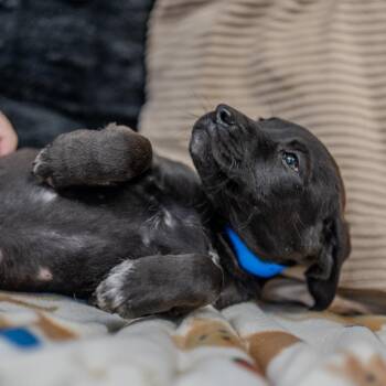 Plott Hound Dogs Available for Adoption - Brenson | PetCurious