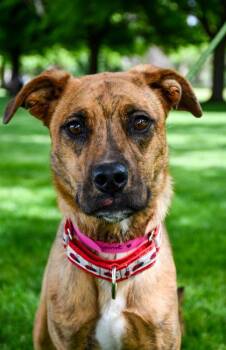 Boxer and Shepherd Dogs Available for Adoption in Yakima, Washington - Winnie | PetCurious