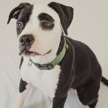 Pit Bull Terrier Dogs Available for Adoption in Krum, Texas - Hercules | PetCurious