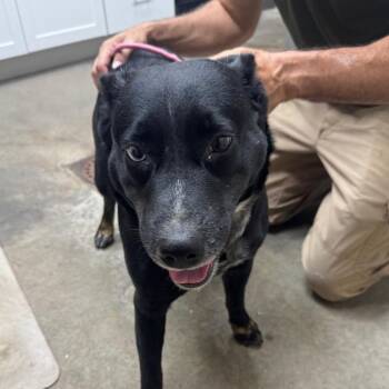 Ethell -  Australian Cattle Dog Blue Heeler and Mixed Breed Dog for Adoption in Madisonville, Kentucky - Ethell | PetCurious