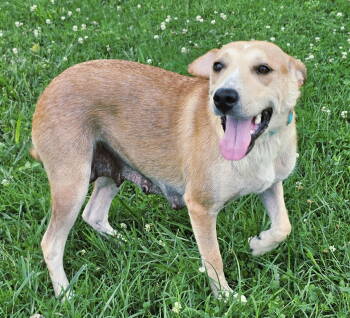 Rescue Labrador Retriever Dogs for Adoption in Franklin, Tennessee - WHITNEY SWEETEST GIRL | PetCurious