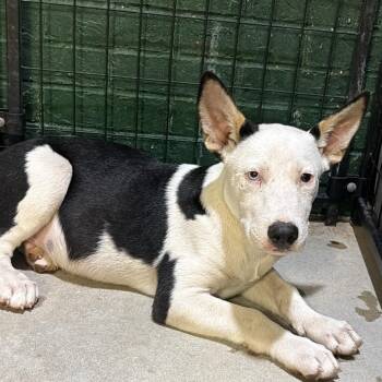 Mick -  Pit Bull Terrier Dog for Adoption in Birmingham, Alabama - Mick | PetCurious