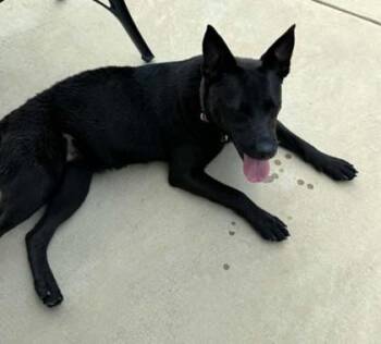 Fiona -  Shepherd and Mixed Breed Dog for Adoption in Morristown, New Jersey - Fiona | PetCurious