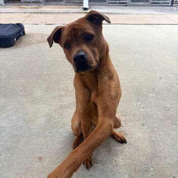 Rocky -  Pit Bull Terrier Dog for Adoption in Belleville, Illinois - Rocky | PetCurious