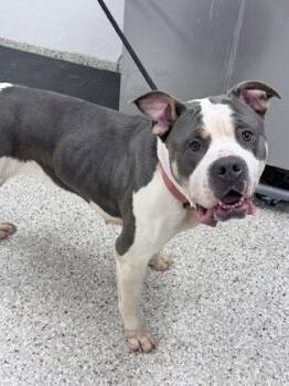 Terrier and Mixed Breed Dogs Available for Adoption in Gastonia, North Carolina - Chick-kira | PetCurious