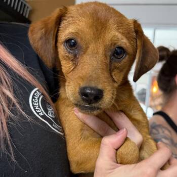 Intake_2 -  Mixed Breed Dog for Adoption in Savannah, Georgia - Intake_2 | PetCurious