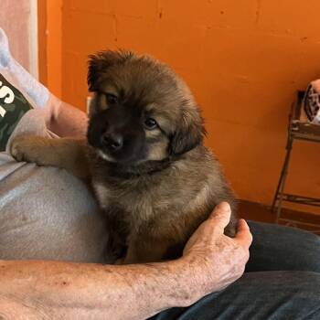 Lula -  Mixed Breed Dog for Adoption in Austell, Georgia - Lula | PetCurious