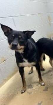 Wendy Claire -  Terrier and Mixed Breed Dog for Adoption in West Memphis, Arkansas - Wendy Claire | PetCurious