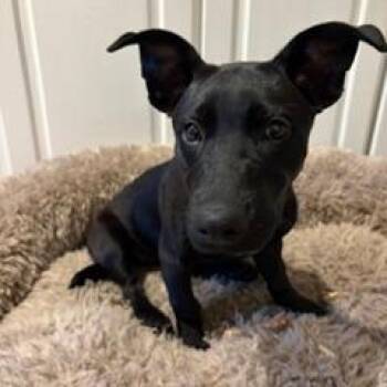Teddi -  Labrador Retriever Dog for Adoption in Wake Forest, North Carolina - Teddi | PetCurious