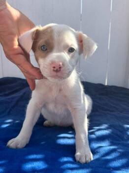 Rescue Australian Shepherd and Pit Bull Terrier Dogs for Adoption in Newport Beach, California - Rookie | PetCurious