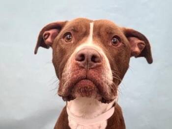 Waffles -  Boxer and Mixed Breed Dog for Adoption in Golden Valley, Minnesota - Waffles | PetCurious
