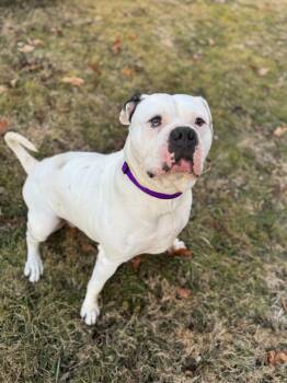American Bulldog Dogs Available for Adoption - Claudia | PetCurious
