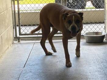 Rescue Pit Bull Terrier and Mixed Breed Dogs for Adoption in Ocala, Florida - CHIPPER | PetCurious