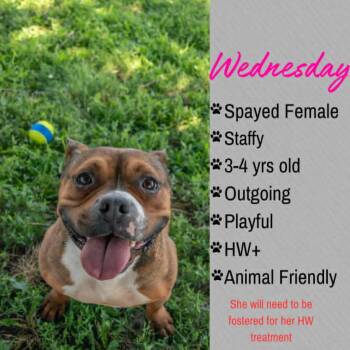 Wednesday -  American Staffordshire Terrier Dog for Adoption in Junction City, Kansas - Wednesday | PetCurious