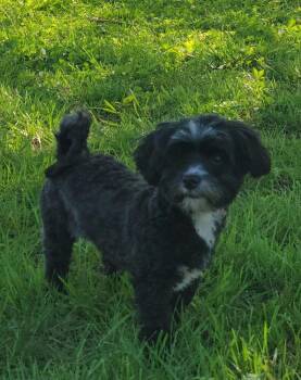 Havanese Dogs Available for Adoption in Ringwood, Illinois - 1101 Elsie | PetCurious