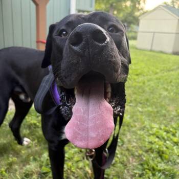 Nova -  Cane Corso Dog for Adoption in Minneapolis, Minnesota - Nova | PetCurious