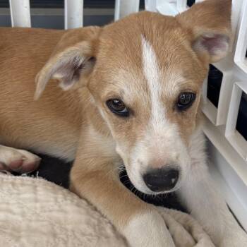 Catahoula Leopard Dog and Mixed Breed Dogs Available for Adoption - Bree | PetCurious