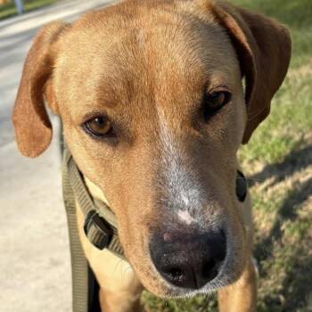 Foxhound Dogs Available for Adoption in Water Valley, Mississippi - Casey Jones | PetCurious